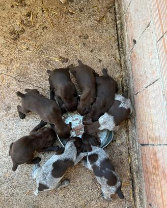 Cuccioli bracco tedesco