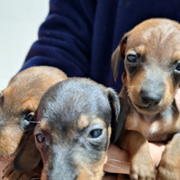 Bassotto tedesco cucciolo