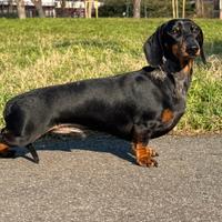 Bassotto nano per monta con Pedigree ENCI