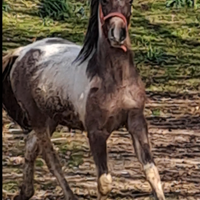 Cavallo tree color 21 mesi