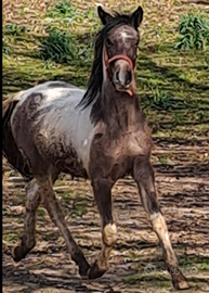 Cavallo tree color 21 mesi