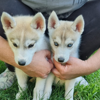 Cuccioli di SIBERIAN HUSKY