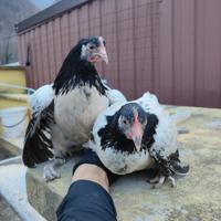Galline Lakenfelder