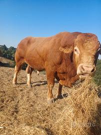 Toro Lemousine