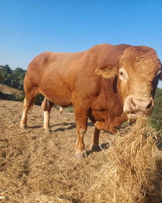 Toro Lemousine