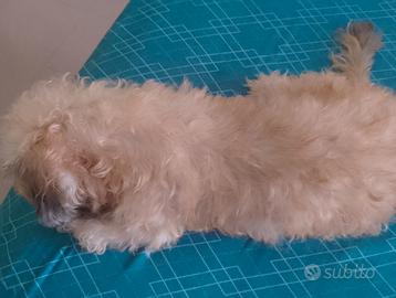 Bischon havanese