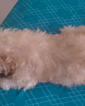 Bischon havanese