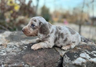 bassotti cuccioli