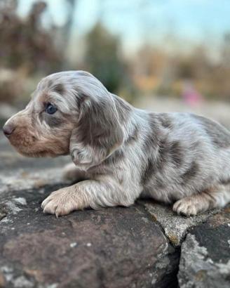 bassotti cuccioli