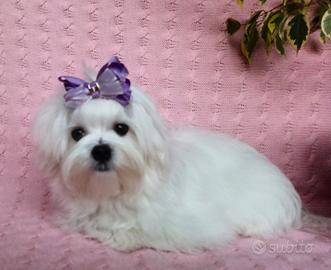 Cucciolo MALTESE con pedigree