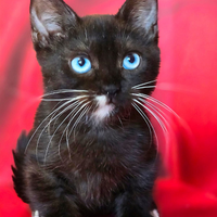 Munchkin zampette corte occhi blue dominante