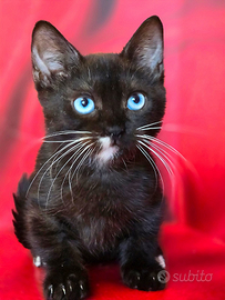 Munchkin zampette corte occhi blue dominante