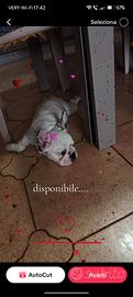 Bulldog francese
