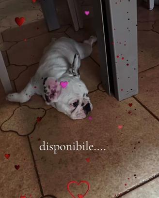 Bulldog francese