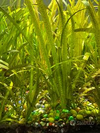 Piante acquario