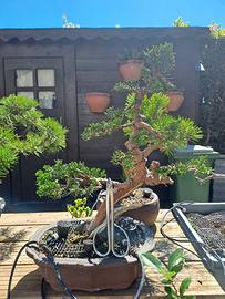 Ginepro kishu bonsai