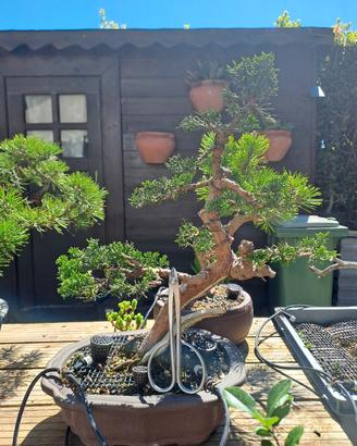 Ginepro kishu bonsai
