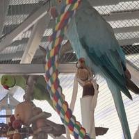 Coppia di parrocchetto dal collare