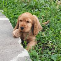 Cocker spaniel