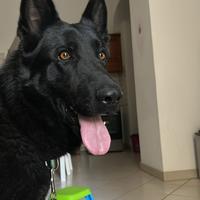 Disponibile pastore tedesco nero per monta