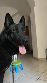 Disponibile pastore tedesco nero per monta