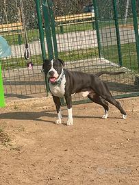 Stallone amstaff maschio per monta
