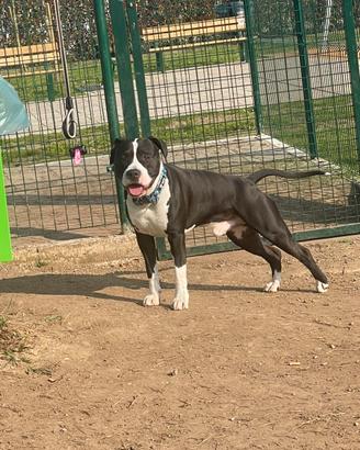 Stallone amstaff maschio per monta