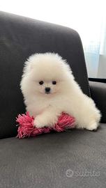 Spitz di Pomerania PICCOLISSIMI