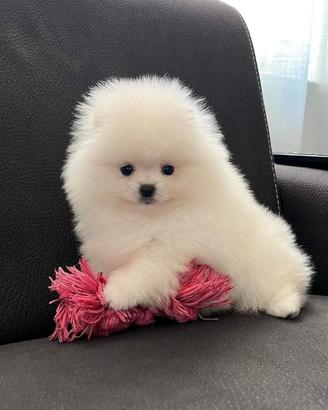 Spitz di Pomerania PICCOLISSIMI