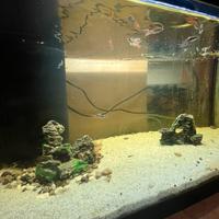 acquario tetra con pesci e accessori