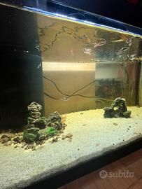 acquario tetra con pesci e accessori