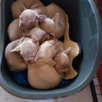 Cucciolo bulldog francese esotico