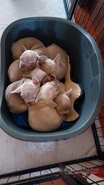 Cucciolo bulldog francese esotico