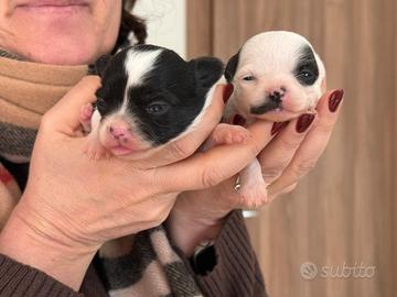 Cuccioli di chihuahua