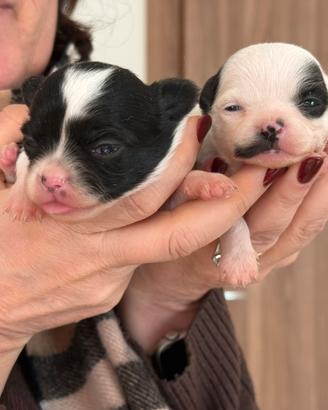 Cuccioli di chihuahua