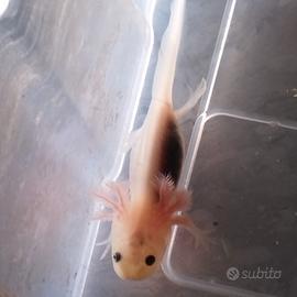 Axolotl