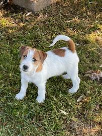 Jack russell terrier
