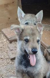 Cuccioli CLC cane lupo cecoslovacco