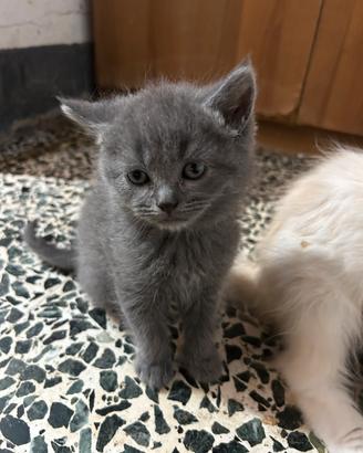 Gattino grigio tipo certosino