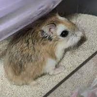 Coppia di criceti roborovsky