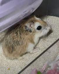 Coppia di criceti roborovsky