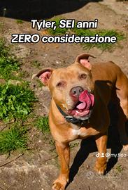 Tyler, pitbull scaricato e dimenticato