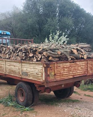 Legna da Ardere Olivastro