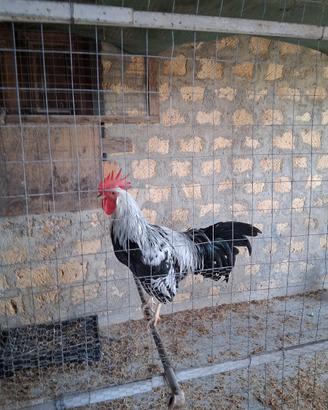 Gallo