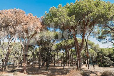 S.Margherita "La Pineta" Trivano 100 mt dal mare