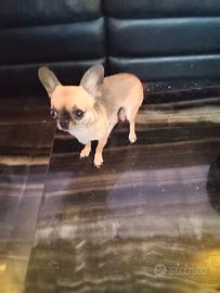 Cxre chihuahua mini Toy