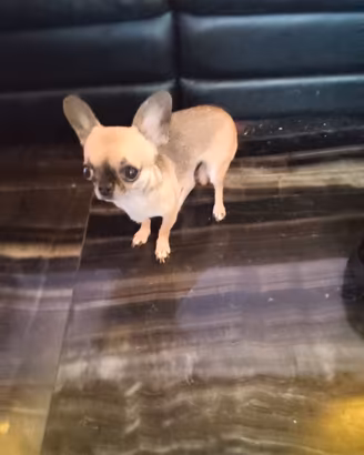 Cxre chihuahua mini Toy