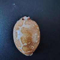 Cypraea