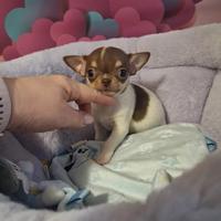 Chihuahua toy