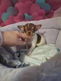Chihuahua toy